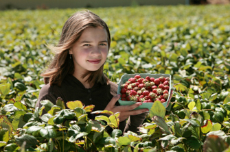 Visit a strawberry patch or go blueberry picking.